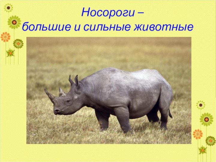 Носороги – большие и сильные животные