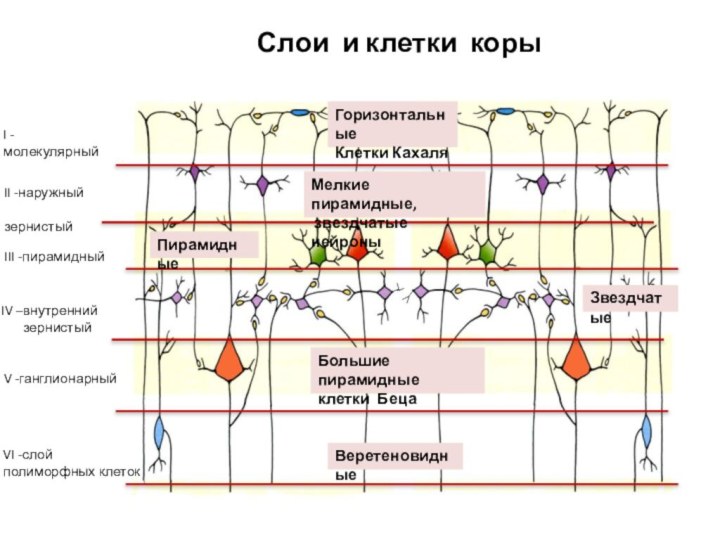 I -молекулярныйII -наружный   зернистый III -пирамидный IV –внутренний