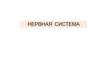 Презентация по биологии на тему Нервная система