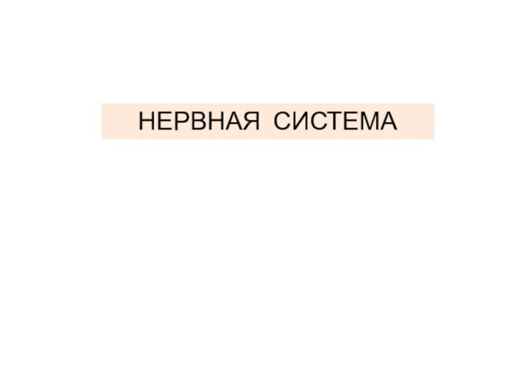 НЕРВНАЯ СИСТЕМА