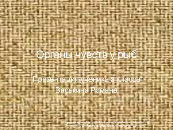 Органы чувств у рыбПрезентация ученика 8 классаВаськина Романа Образовательный портал 