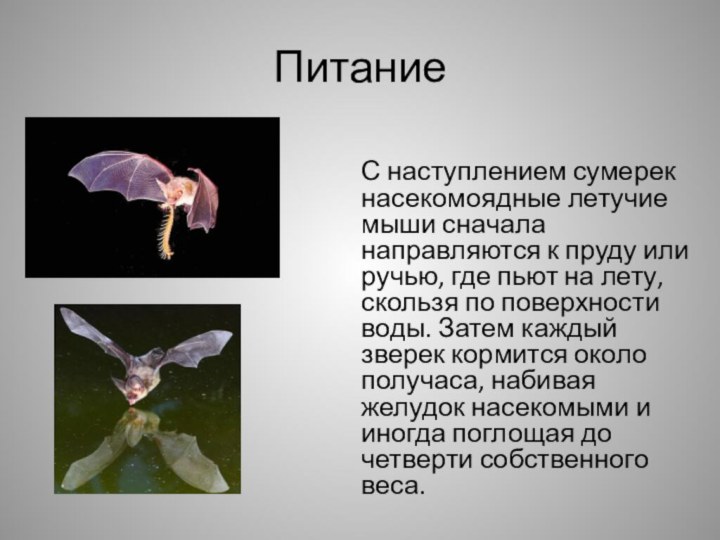 ПитаниеС наступлением сумерек насекомоядные летучие мыши сначала направляются к пруду или