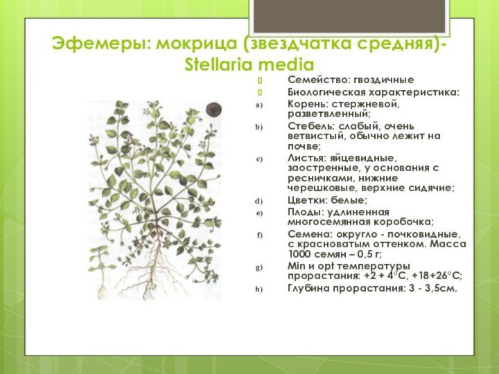 Эфемеры: мокрица (звездчатка средняя)-  Stellaria mediaСемейство: гвоздичныеБиологическая характеристика:Корень: стержневой, разветвленный;Стебель: слабый,