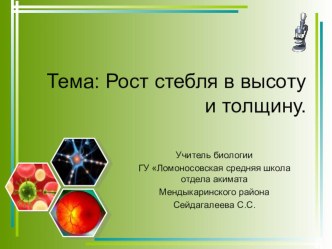 Презентация по биологии на тему: Рост стебля в высоту и толщину.