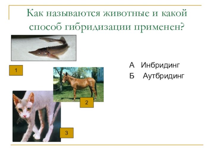 Как называются животные и какой способ гибридизации применен?А  ИнбридингБ  Аутбридинг132
