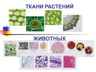 Презентация по биологии на тему Ткани растений и животных (6 класс)