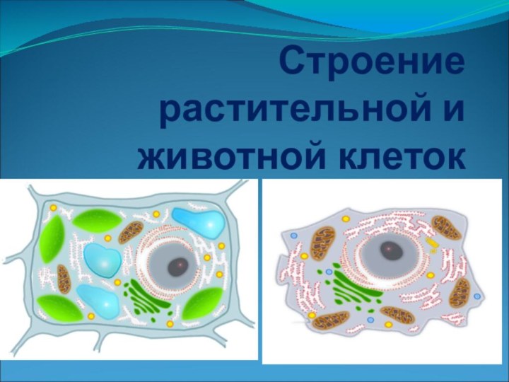 Строение растительной и животной клеток