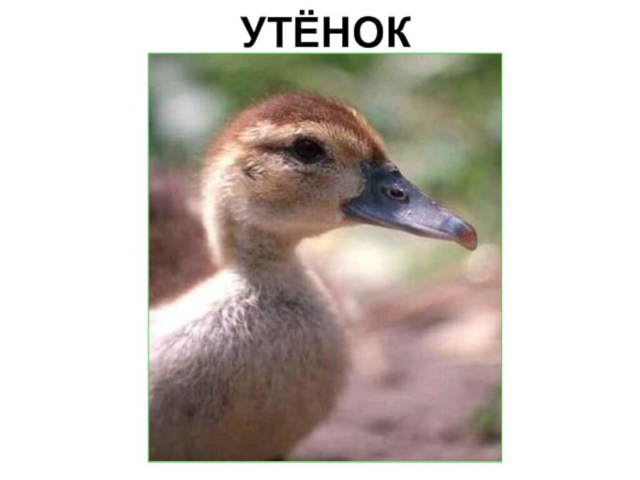 УТЁНОК