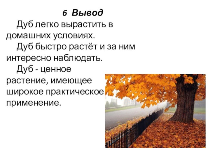 6 Вывод	Дуб легко вырастить в домашних условиях. 	Дуб быстро растёт и за