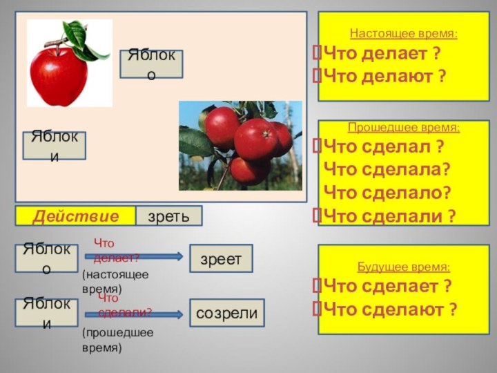 ЯблокоЯблокиЯблокоЧто делает?ЯблокиЧто сделали?созрели(настоящее время)(прошедшее время)ДействиеНастоящее время:Что делает ?Что делают ?Прошедшее время:Что сделал