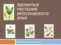 Презентация по биологии Ядовитые растения. Природа и безопасность