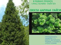 Растения тайги окужающий мир система Занкова