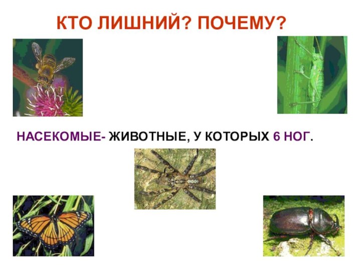 КТО ЛИШНИЙ? ПОЧЕМУ?НАСЕКОМЫЕ- ЖИВОТНЫЕ, У КОТОРЫХ 6 НОГ.