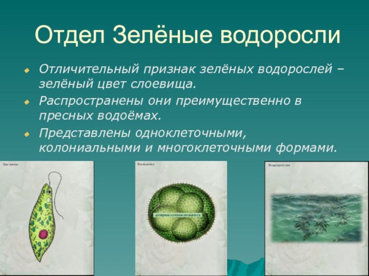 Признаки группы водорослей. Chlorophyta отдел зелёные водоросли. Одноклеточные водоросли 6 класс биология. Водоросли зеленые одноклеточные и многоклеточные водоросли 5 класс. Водоросли одноклеточные и многоклеточные 5 класс.