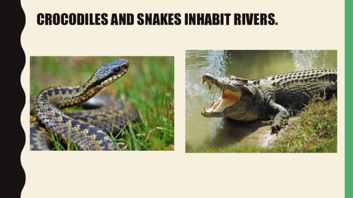 Crocodiles and snakes inhabit rivers.