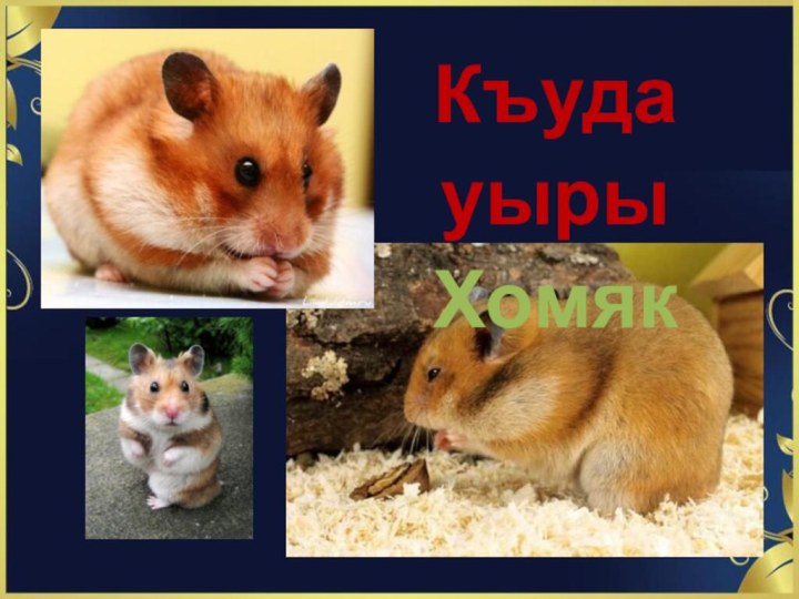 Къуда уыры Хомяк