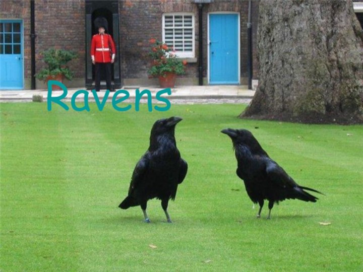 RavensRavens