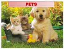 Презентация к уроку по английскому языку (2 класс) по теме: What do you know about pets.