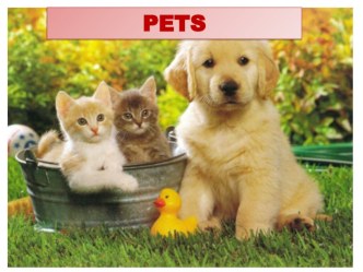 Презентация к уроку по английскому языку (2 класс) по теме: What do you know about pets.