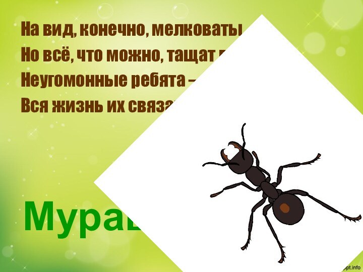 На вид, конечно, мелковатыНо всё, что можно, тащат в дом.Неугомонные ребята —Вся