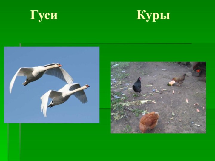 Гуси         Куры