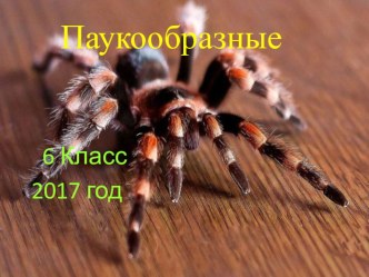 Паукообразные, общая характеристика, интересные факты