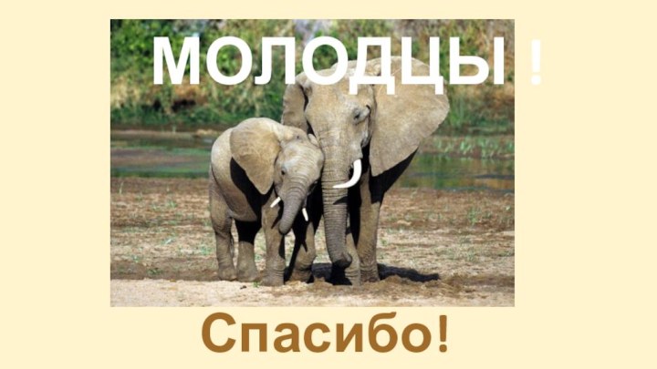 МОЛОДЦЫ !Спасибо!