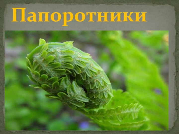 Папоротники