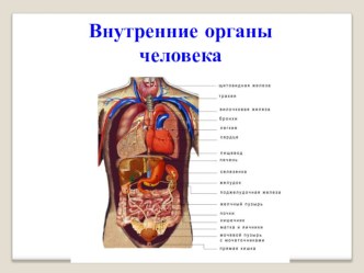 Презентация Внутренние органы человека