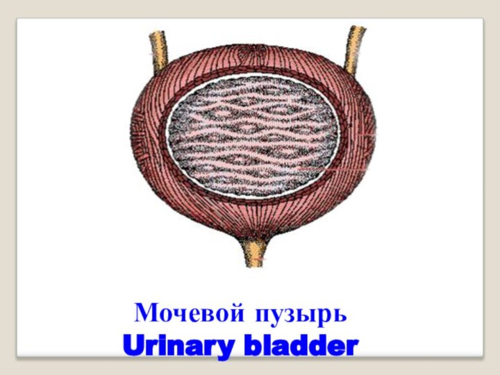 Мочевой пузырь Urinary bladder