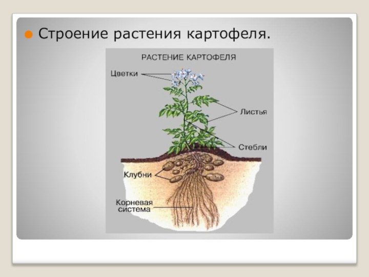 Строение растения картофеля.