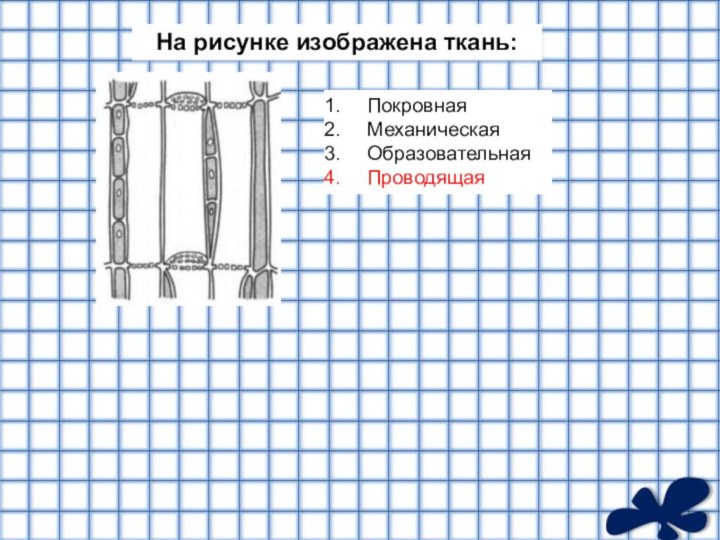 На рисунке изображена ткань:ПокровнаяМеханическаяОбразовательнаяПроводящая