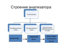 Интерактивный плакат Строение анализатора_8 класс