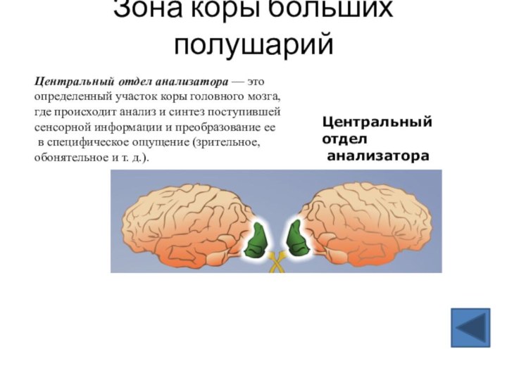 Зона коры больших полушарий Центральный отдел анализатора — это определенный участок коры