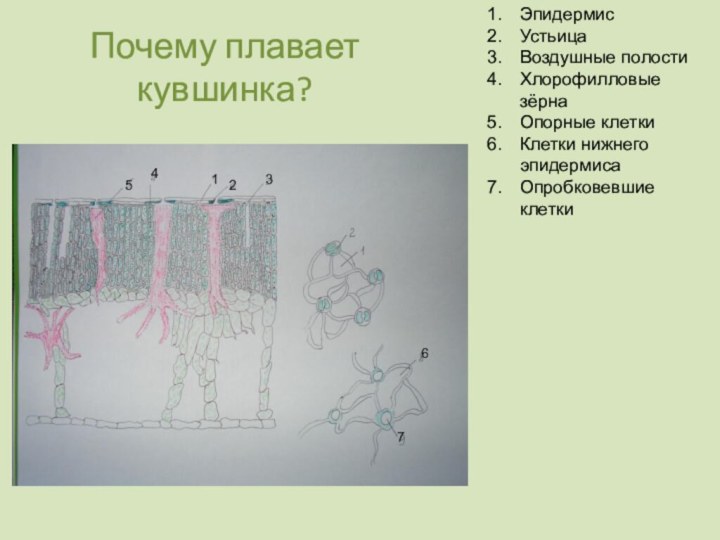 Почему плавает кувшинка?ЭпидермисУстьицаВоздушные полостиХлорофилловые зёрнаОпорные клеткиКлетки нижнего эпидермисаОпробковевшие клетки1345672