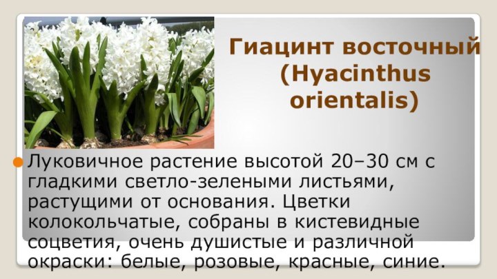 Гиацинт восточный  (Hyacinthus orientalis) Луковичное растение высотой 20–30 см с гладкими