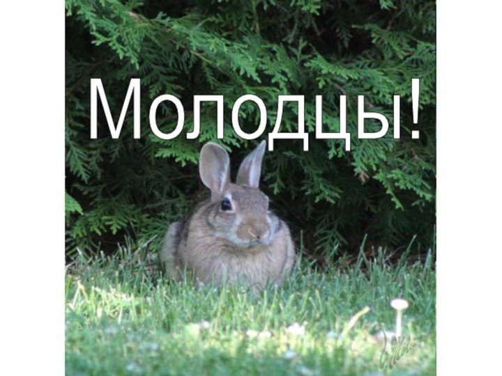 Молодцы!Молодцы!