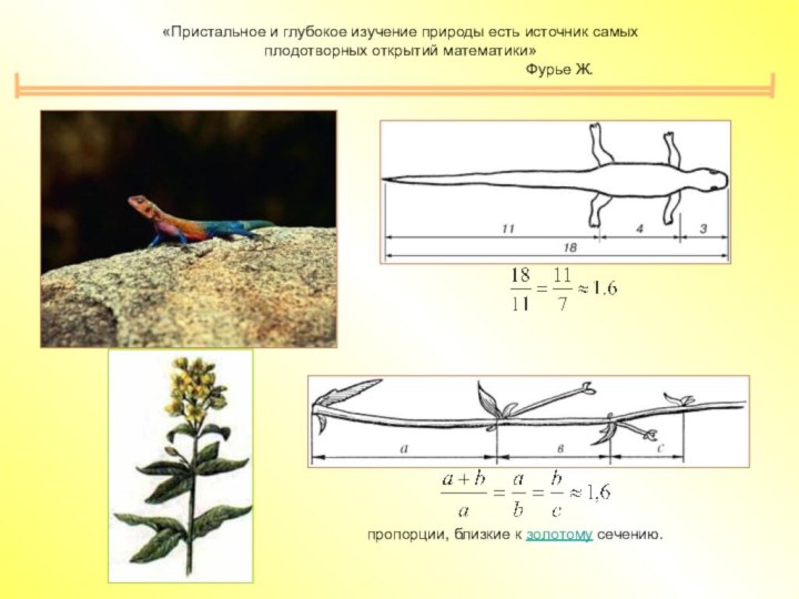 пропорции, близкие к золотому сечению.«Пристальное и глубокое изучение природы