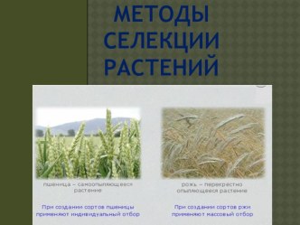 Презентация Методы селекции растений