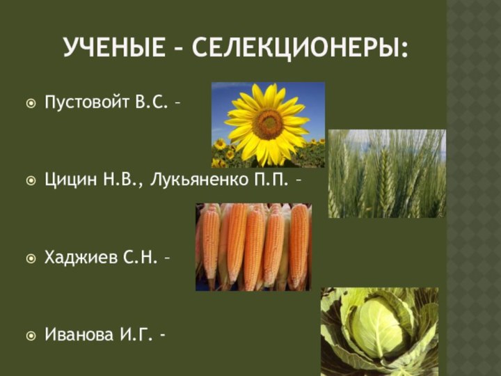 Ученые – селекционеры:Пустовойт В.С. –Цицин Н.В., Лукьяненко П.П. –Хаджиев С.Н. –Иванова И.Г. -