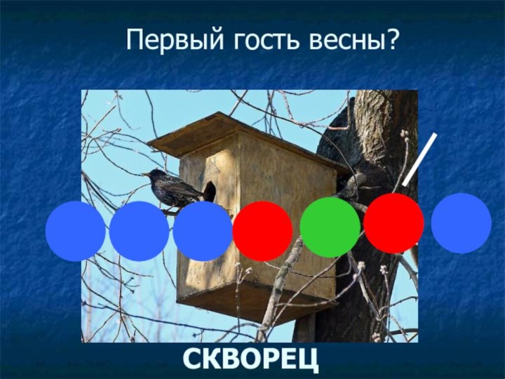 Первый гость весны? СКВОРЕЦ