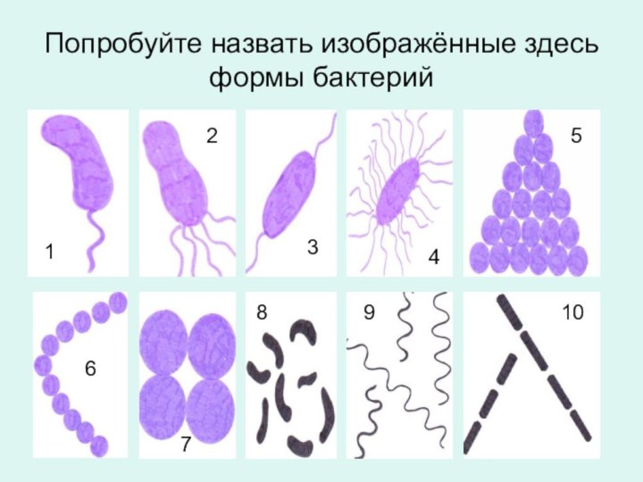 Попробуйте назвать изображённые здесь формы бактерий12345109876