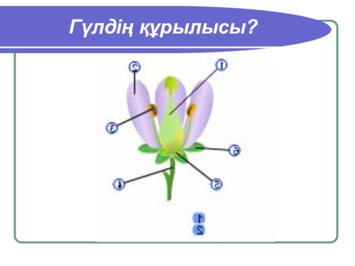 Гүлдің құрылысы?