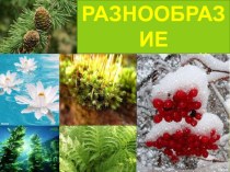 Презентация по окружающему миру на тему: Разнообразие растений (3 класс)