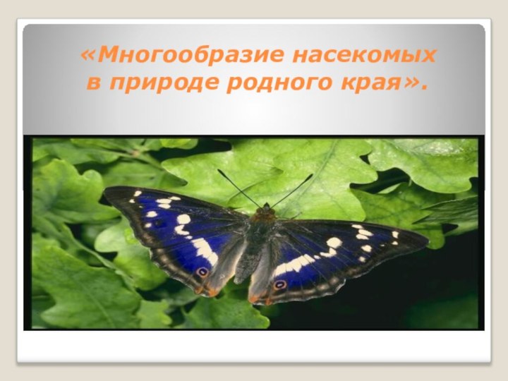 «Многообразие насекомых  в природе родного края».