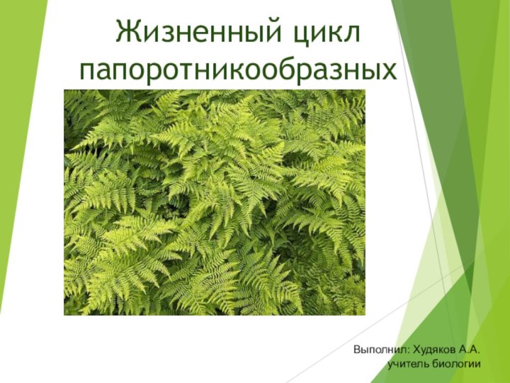 Жизненный цикл папоротникообразныхВыполнил: Худяков А.А.      учитель биологии