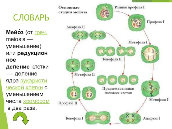 СЛОВАРЬ  Мейо́з (от греч. meiosis — уменьшение) или редукционное деление клетки — деление ядра эукариотической клетки с уменьшением числа хромосом в два раза. 