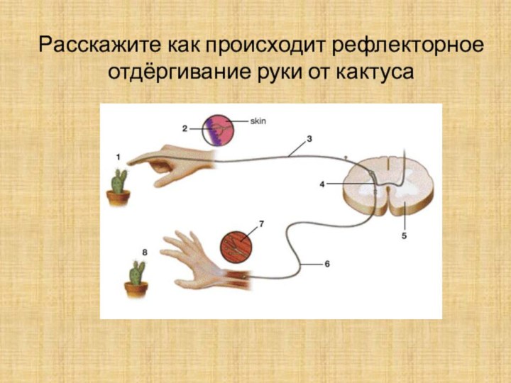 Расскажите как происходит рефлекторное отдёргивание руки от кактуса