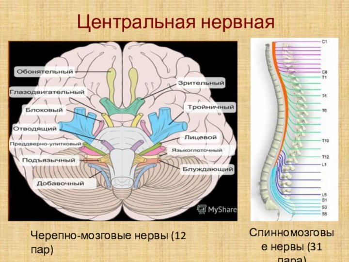 Черепные нервы человека относят к. 12 Пар черепно мозговых нервов ЦНС. Черепные нервы 12. ЧМН 12 пар. 12 Пар ЧМН анатомия.