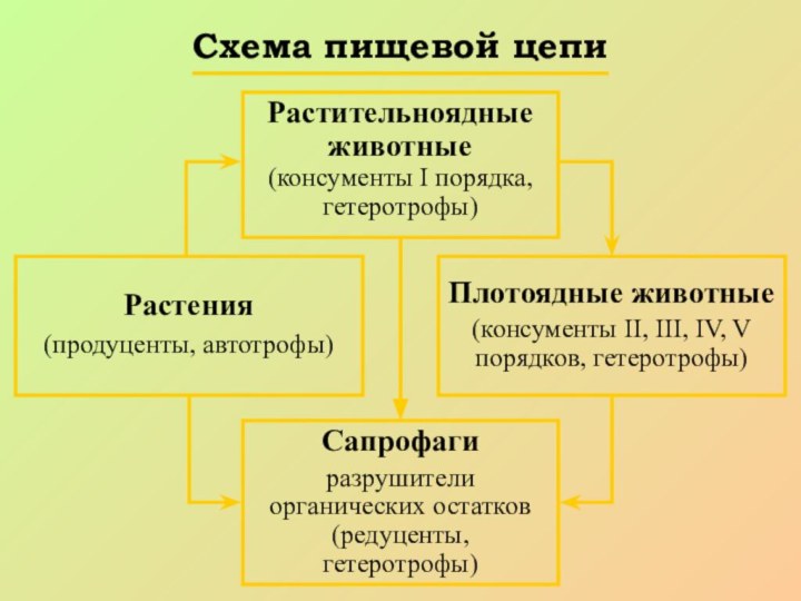 Схема пищевой цепи